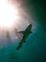 The ocean's depths hold untold wonders a dance of light, life, and the human spirit. Beneath the waves, we find a sacred connection that transcends boundaries. photo
