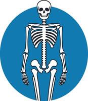 A simple yet striking illustration of a human skeleton standing against a blue background vector