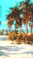 desert island with palm trees on the beach video