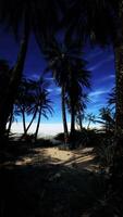 plage vue par paume des arbres video