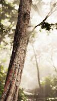 Sunlight Filtering Through Trees in Forest video