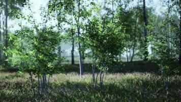 Group of Birch Trees Standing in Grass video