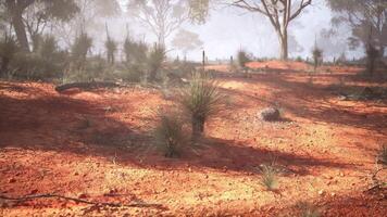 Dirt Field With Trees in Background video