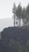 Pine tree forests at the base of mountain in sunny day of summer video