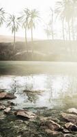 Colorful scene with a palm tree over a small pond in a desert oasis video