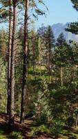 Beautiful remote evergreen forest in mountain video