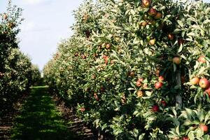 Apple trees in the Old Land near Hamburg the largest contiguous fruit growing area in Europe photo