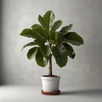 Photorealistic 3D visualization of a potted fiddle-leaf fig tree, with a sturdy wood-grained trunk and lush, broad leaves cascading downwards, on white background photo