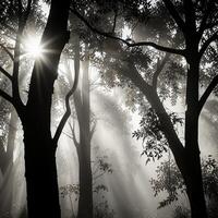Soft sunlight filters through tree leaves, casting gentle shadows and creating an abstract pattern on a white background. photo