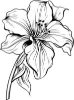 Elegant black and white line drawing of a single lily flower, perfect for adding a touch of nature to your designs vector