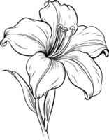 A delicate line drawing of a single lily flower, perfect for adding a touch of elegance to designs vector