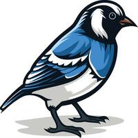 A vibrant illustration of a bluebird with a white chest, perched in a dynamic pose vector