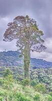 Portrait image of an overgrown large tree in the jungle of Thailand photo