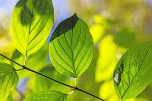 Close-up of a green leaf in direct sunlight photo