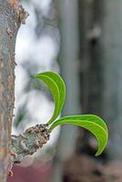 Close-up of a green shoot on a tree trunk against a blurred background photo