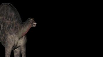 Dicraeosaurus Dinosaur in Rotation on Black Background video