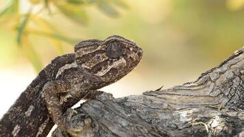 Common chameleon walking slowly in a tree video
