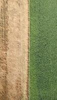 Top view of grain and corn field video