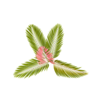 Top view of Red Leaf Palm tree from transparent Canvas png