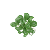 3d rendering of Spathiphyllum wallisii plant isolated on transparent Canvas from the top view png