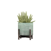 3d rendering of Dracaena angolensis plant in pot isolated on transparent Canvas png