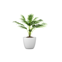 3d Rendering Of Areca palm plant With Transparent Canvas png