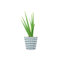 3d rendering of Aloe vera on isolated Canvas png