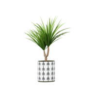 3d rendering of Dragon tree plant in pot isolated on transparent Canvas png