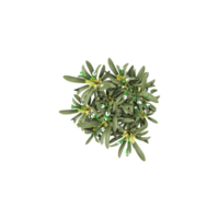 collection of Podocarpus macrophyllus plant isolated on transparent Canvas from the top view png