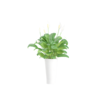 3d Rendering Of Spathiphyllum wallisii plant With Transparent Canvas png
