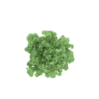 3d rendering of Green Trees Isolated on transparent Canvas from top view png