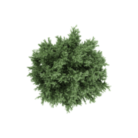 Topview of Common juniper tree isolated on transparent Canvas png