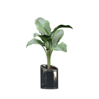3d rendering of Hardy banana plant in pot isolated on transparent Canvas png