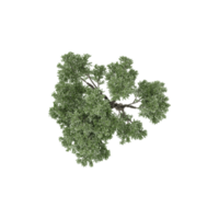 3D rendering of Topview of Populus sect Aigeiros Plant in transparent Canvas png