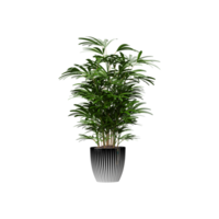 3d rendering of Broadleaf lady palm plant in pot isolated on transparent Canvas png