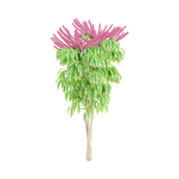 3d rendering of Australia umbrella tree isolated on transparent Canvas png