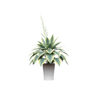 3D rendering of indoor plant transparent on Canvas png