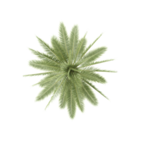 3D rendering of Topview of Date palm tree in transparent Canvas png