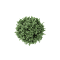 3D rendering of Topview of Common juniper tree in transparent Canvas png