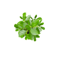 3d Rendering Of Bonsai plant With Transparent Canvas from top view png