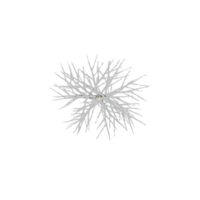 Dry Trees Covered in Snows with transparent canvas from the top view png