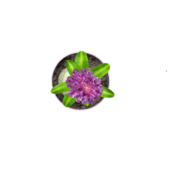 hyacint växt i pott isolerat på transparent duk från topp se png