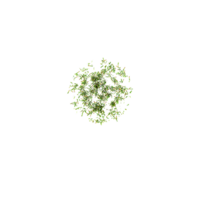 Isolated green grass on a transparent Canvas from the top view png