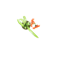 3d rendering of Gladiolus flowers plants in pots isolated on Canvas from top view png