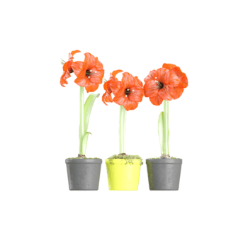 dekorativ gladiolus blommor planterade i de pott isolerat på duk png