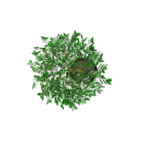 3D rendering of Topview of Weeping fig tree in transparent Canvas png