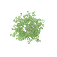 3d Rendering Of Willow Tree With Transparent Canvas from the top view png