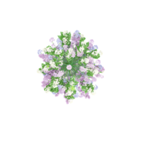 3d rendering of flowers and ornamental plants in pots isolated on Canvas from the top view png