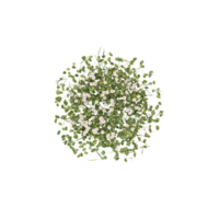 grass with flowers isolated on transparent Canvas from the top view png