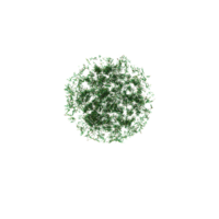 Collection of grass isolated on transparent Canvas from the top view png